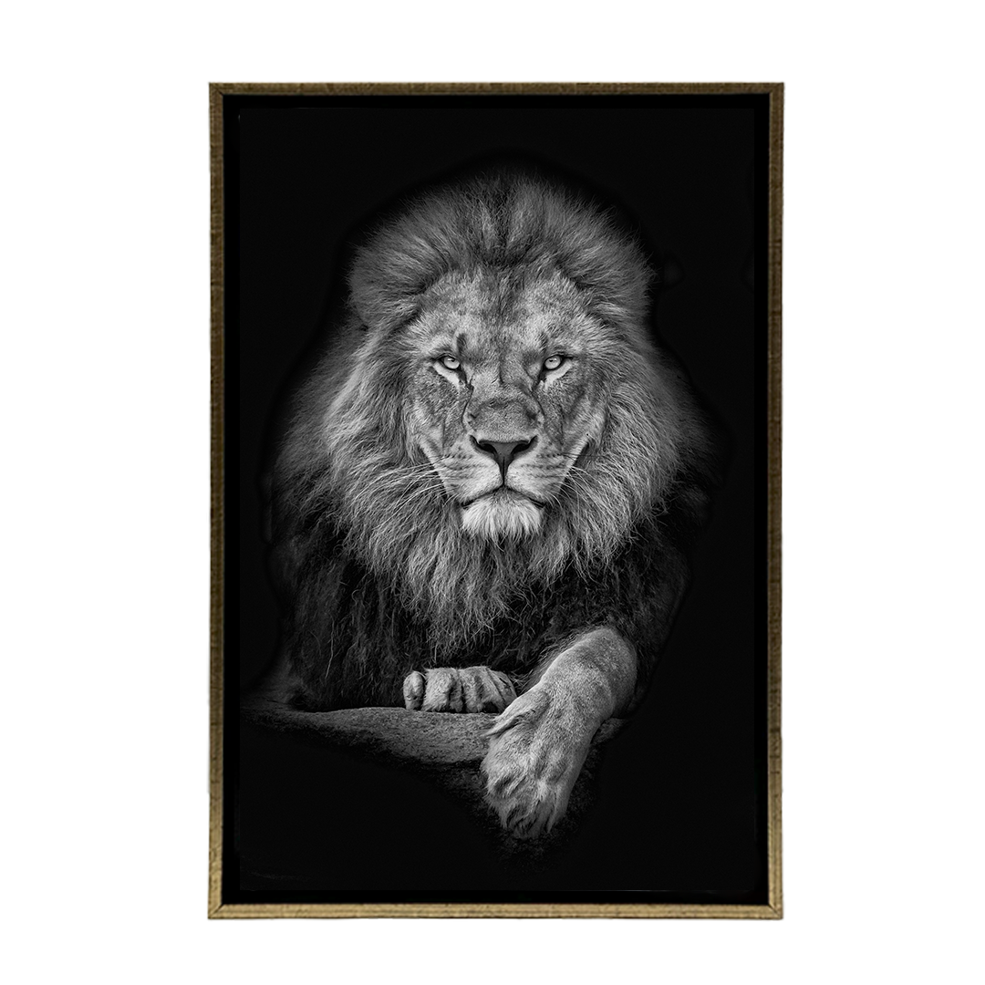 León Blanco y Negro