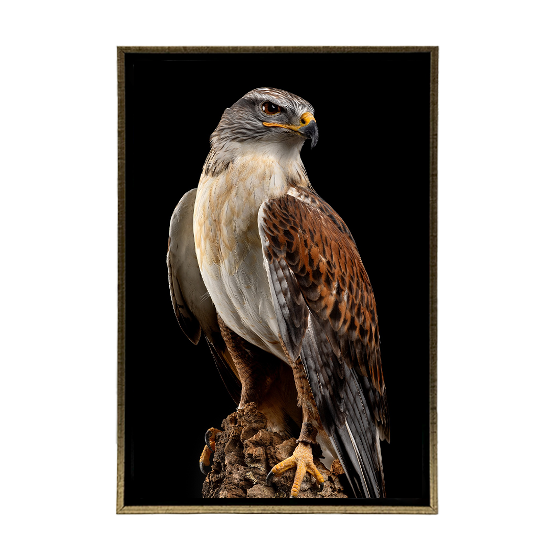 Halcon
