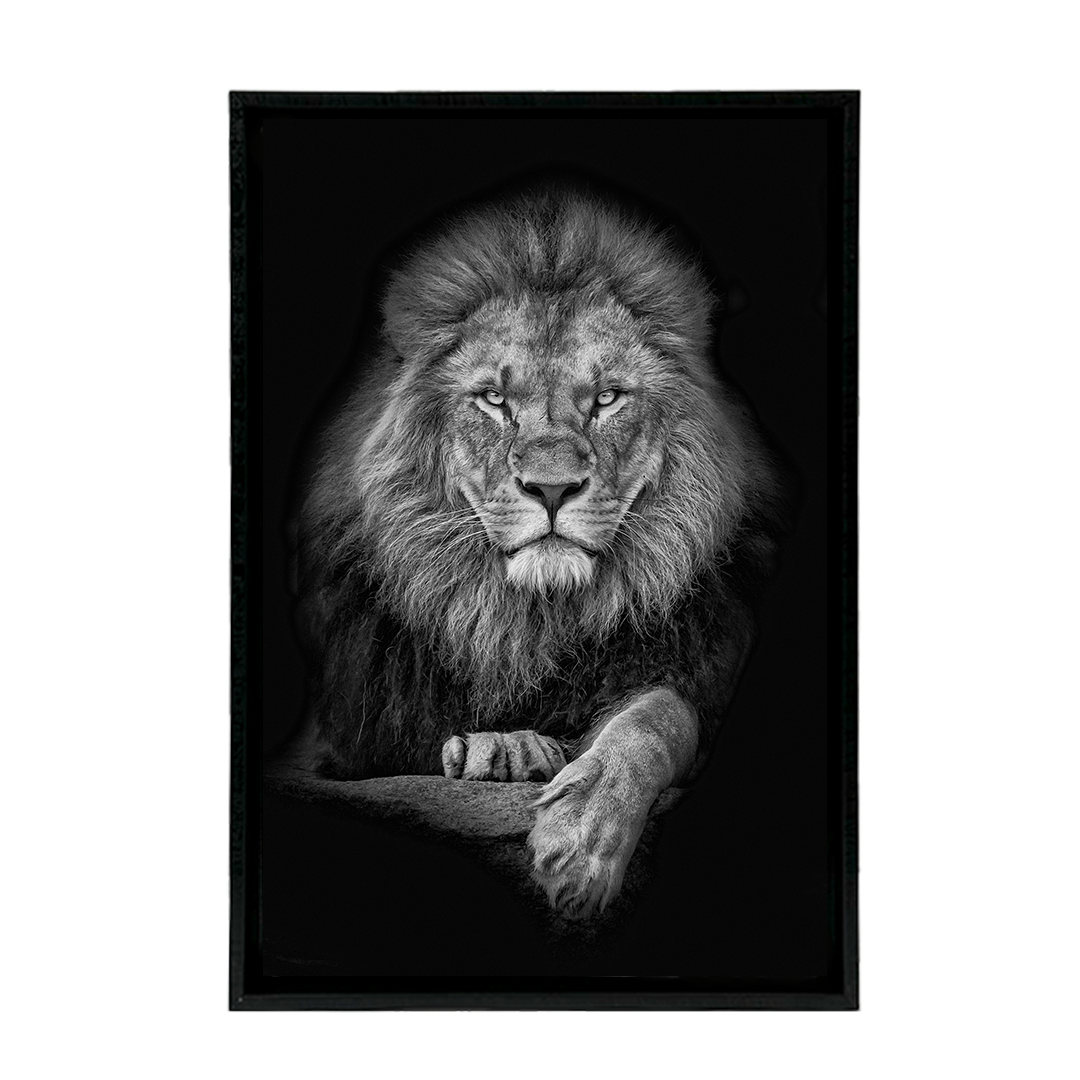León Blanco y Negro