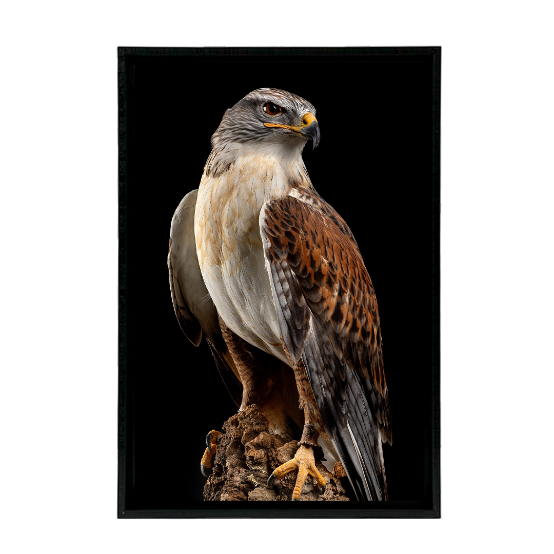Halcon