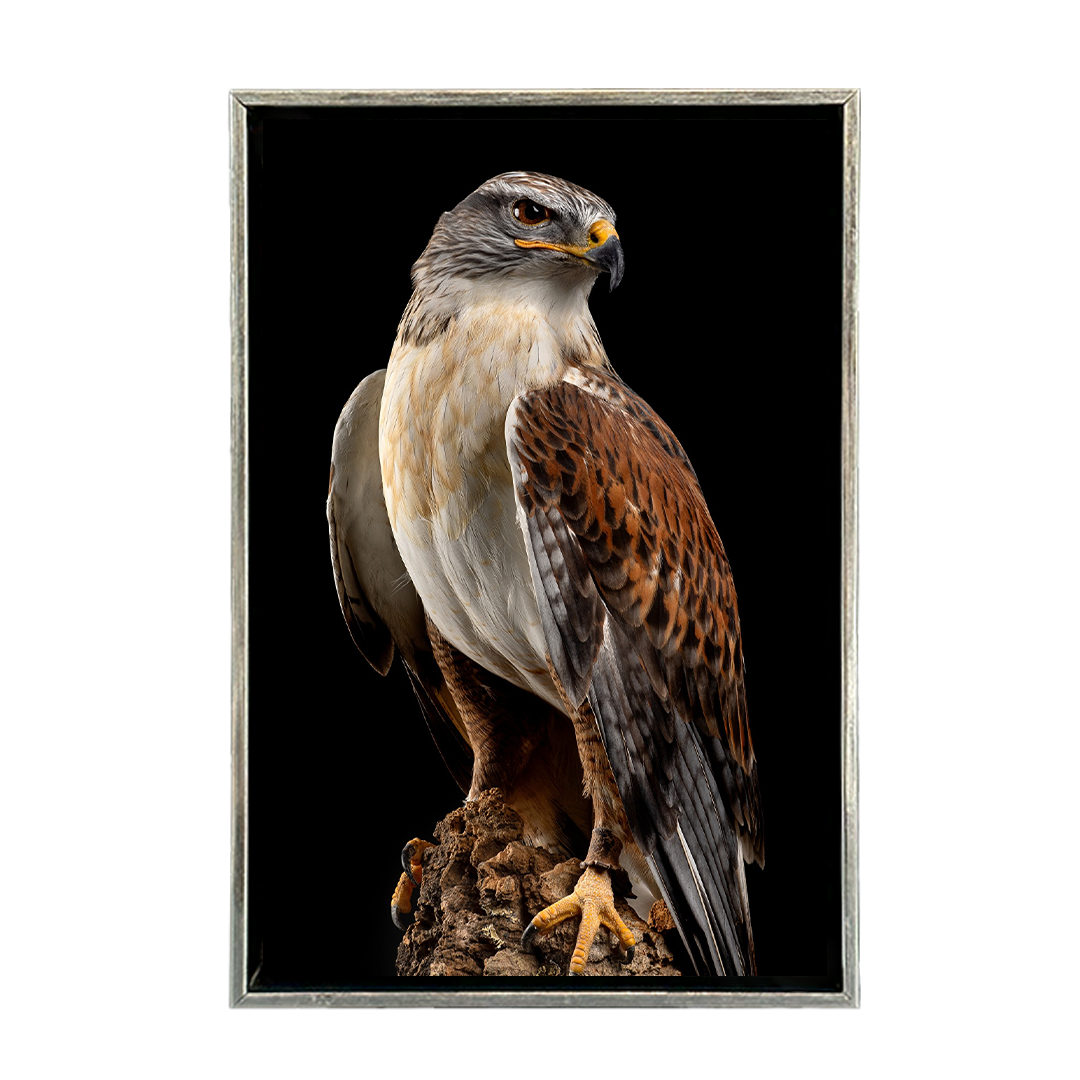 Halcon